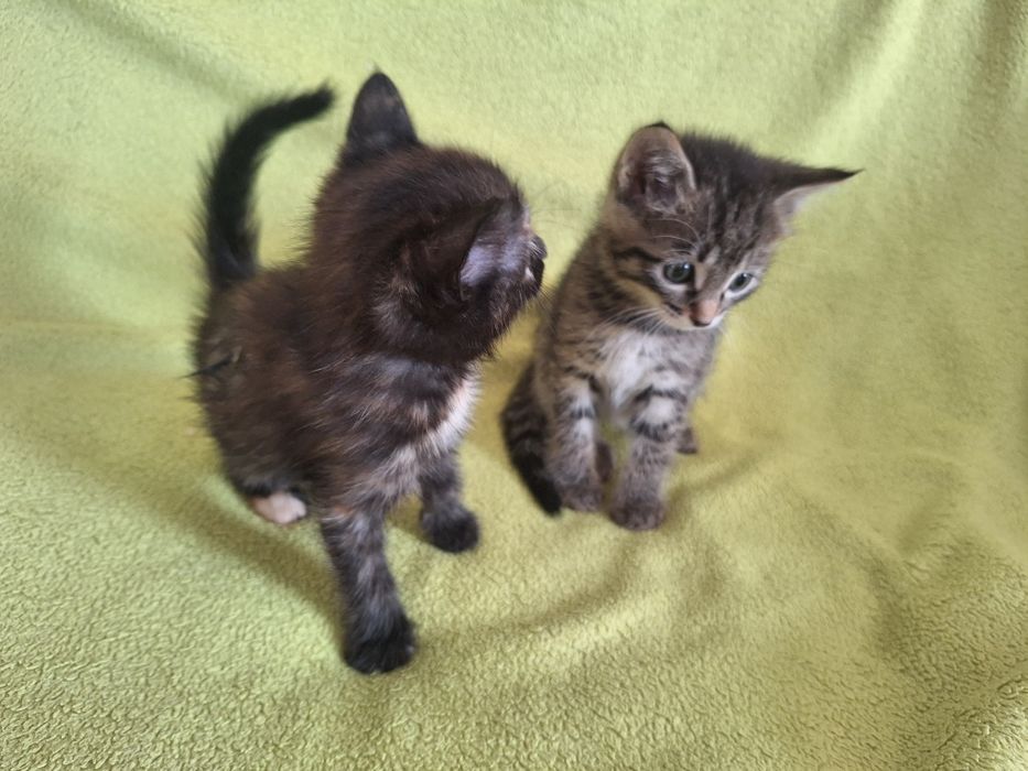 Милые котята в добрые руки.