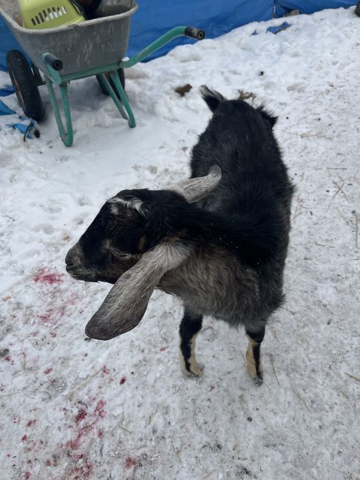 Нубийский козлик, рабочий