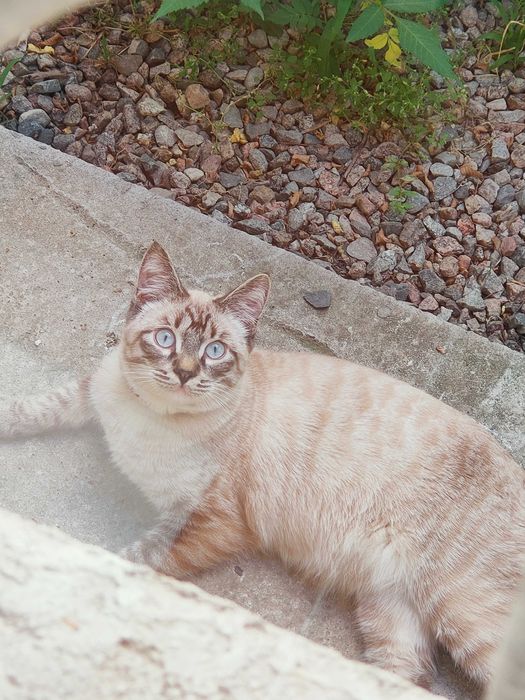 ЧЕЙ КОТ - Потеряшка???