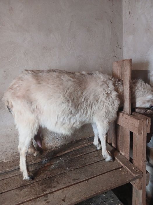 Сауын ешкілер сатылады.