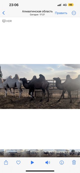 Верблюд продам (туие сатамыз )