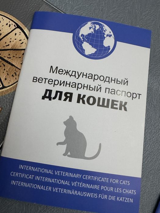 Кошки Шотландский скотиш страйт фолд Zoti toza успейте осталась 1