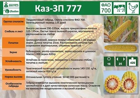 Продаю  семена кукурузы
1) семена кукурузы