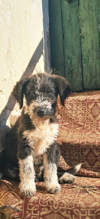 Продавам  кученце  Лагото Романьол 350 лв.