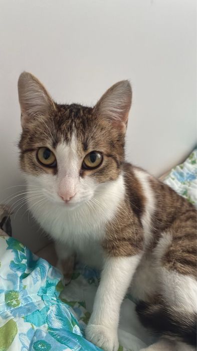 Отдаю ласковую, нежную кошечку в добрые руки!