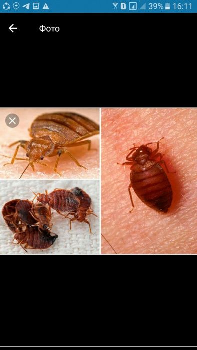 Дезинфекция от клопов и насекомых! Гарантия и Скидки!