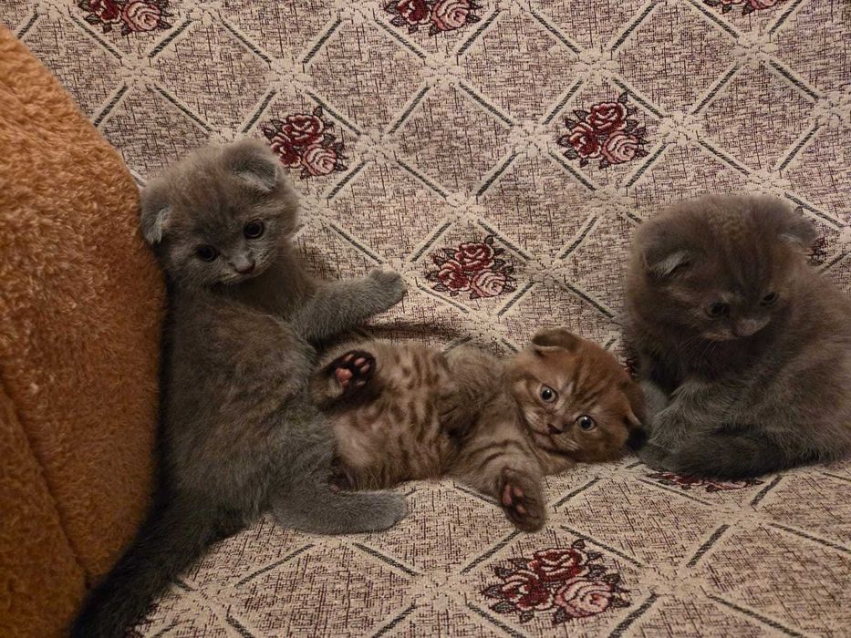 Шотландские вислоухий