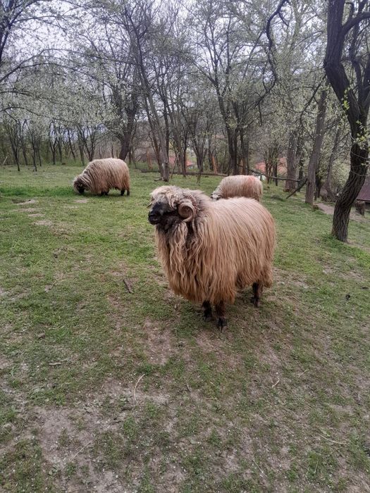 Vând berbec stramior.