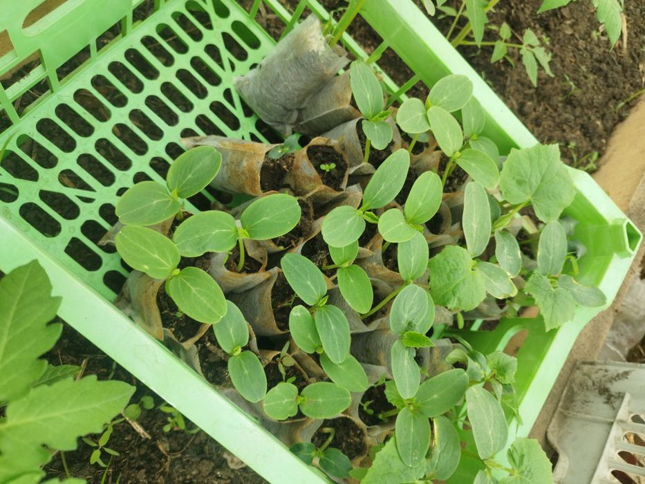 Продам рассаду огурцов, томатов, сладкого перца
