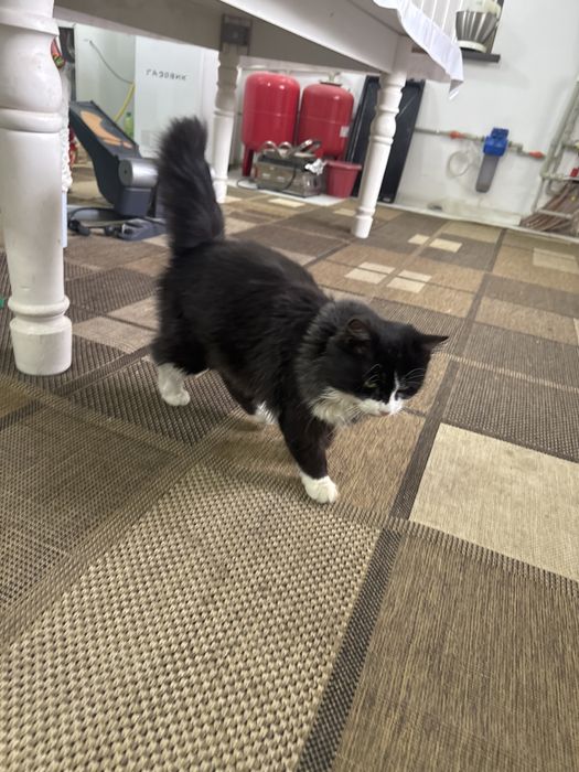 Отдам в хорошие руки кошку