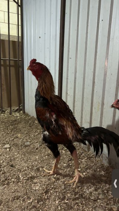 Дакан Кореец туляк