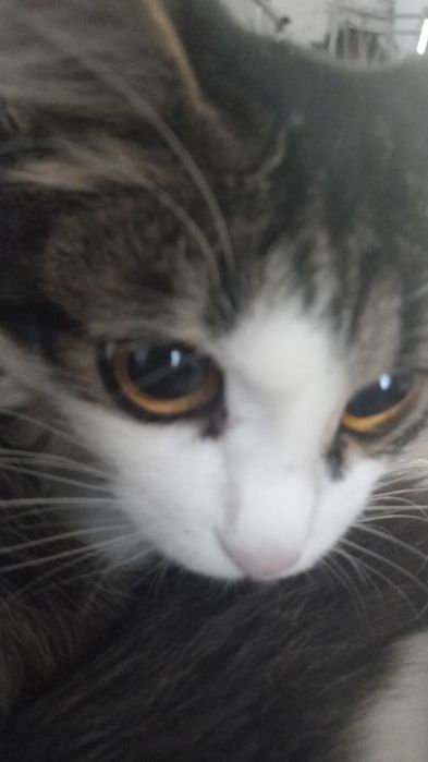 Отдам котенка в добрые руки!!!