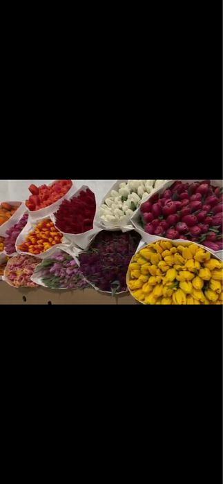 Тюльпаны свежие