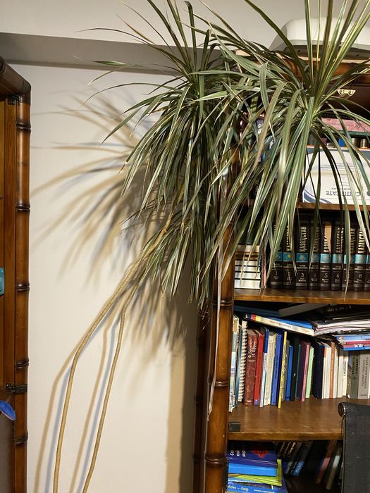 Пальма  драцена 2 метра