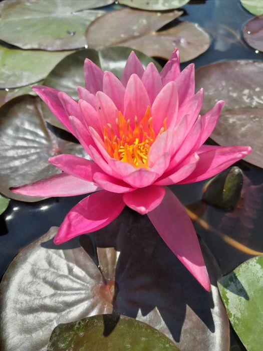 Продавам водни лилии