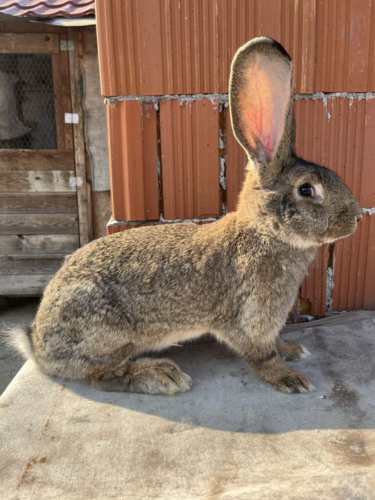 Femela urias german gri