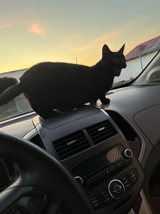 Отдам кошку в добрые руки