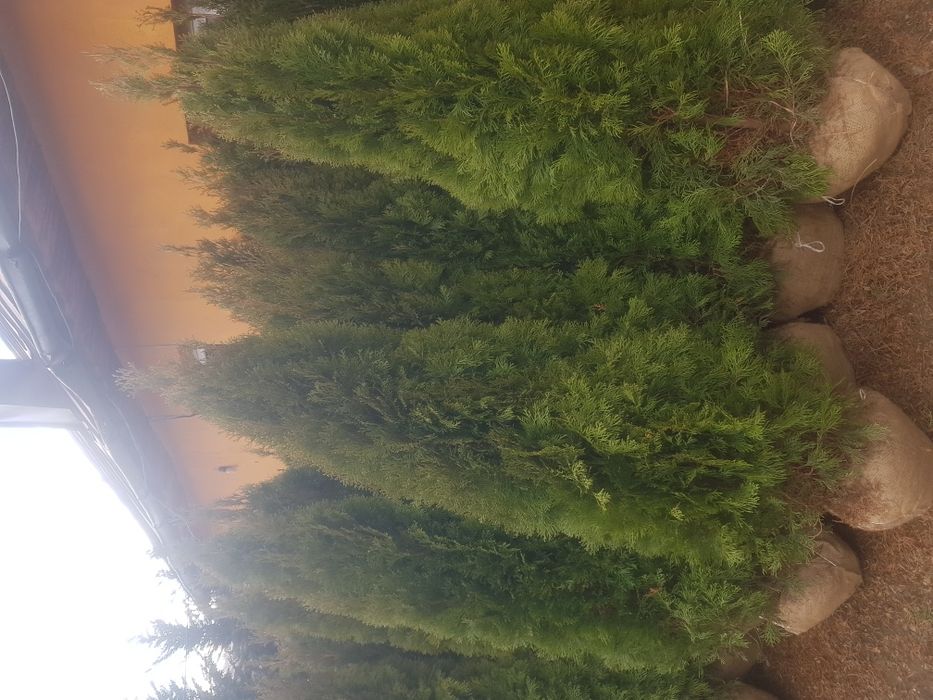 Livrează la domiciliu tuia