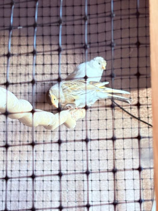 Продавам Канарчета/ Канари