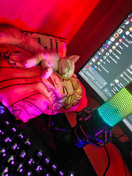 отдаю котенка/кошку