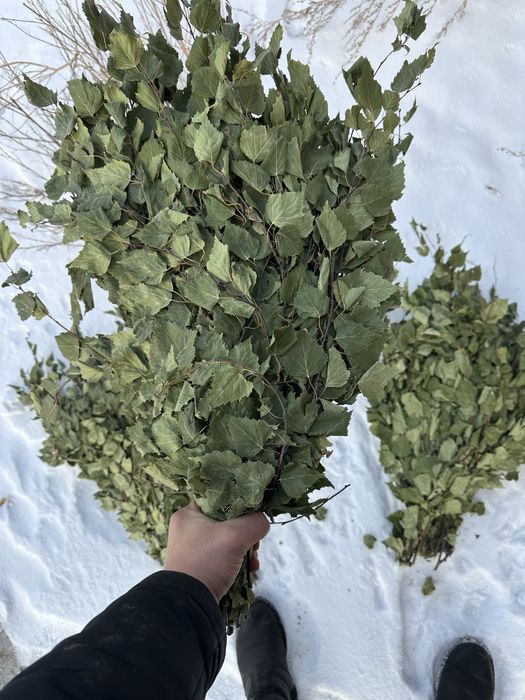 Веники для бани береза и дуб