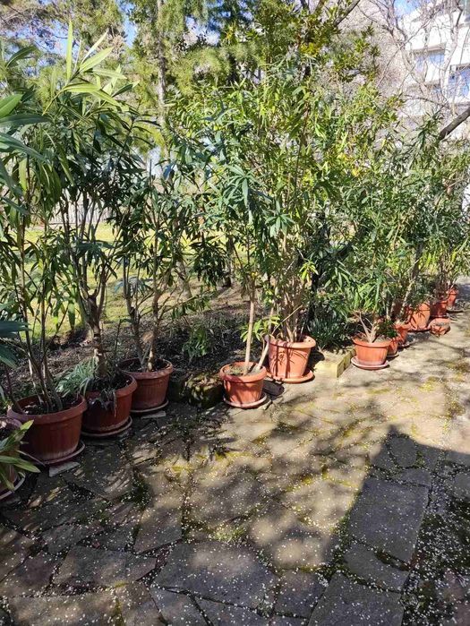 Олеандър(зукум).Розов,кичест. Височина до 2м.