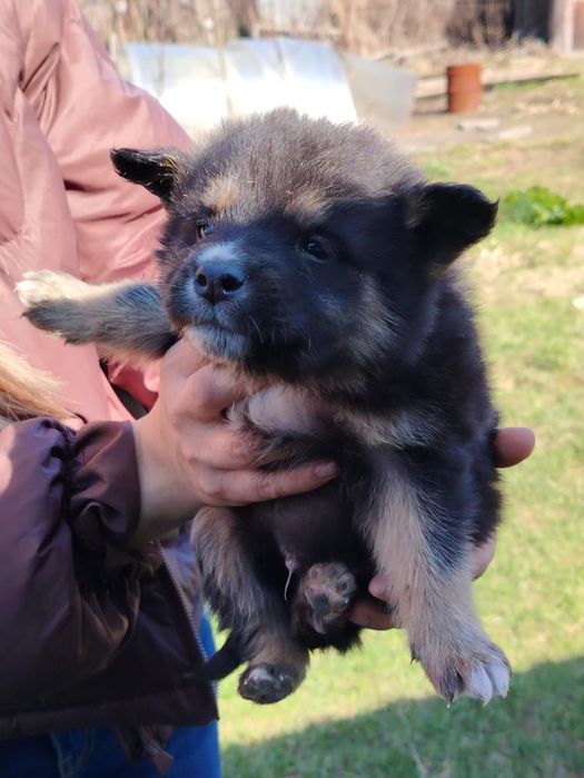 Отдам щенка 2 месяца с доставкой