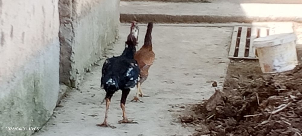 Bir juft dakan sotiladi