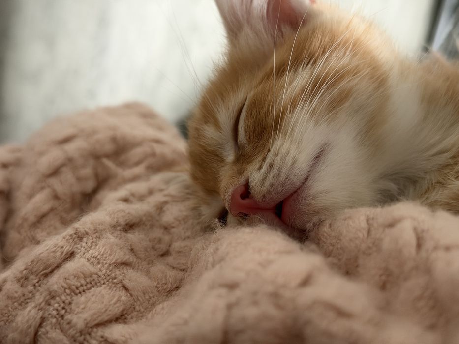 Котенок ищет добрые руки
