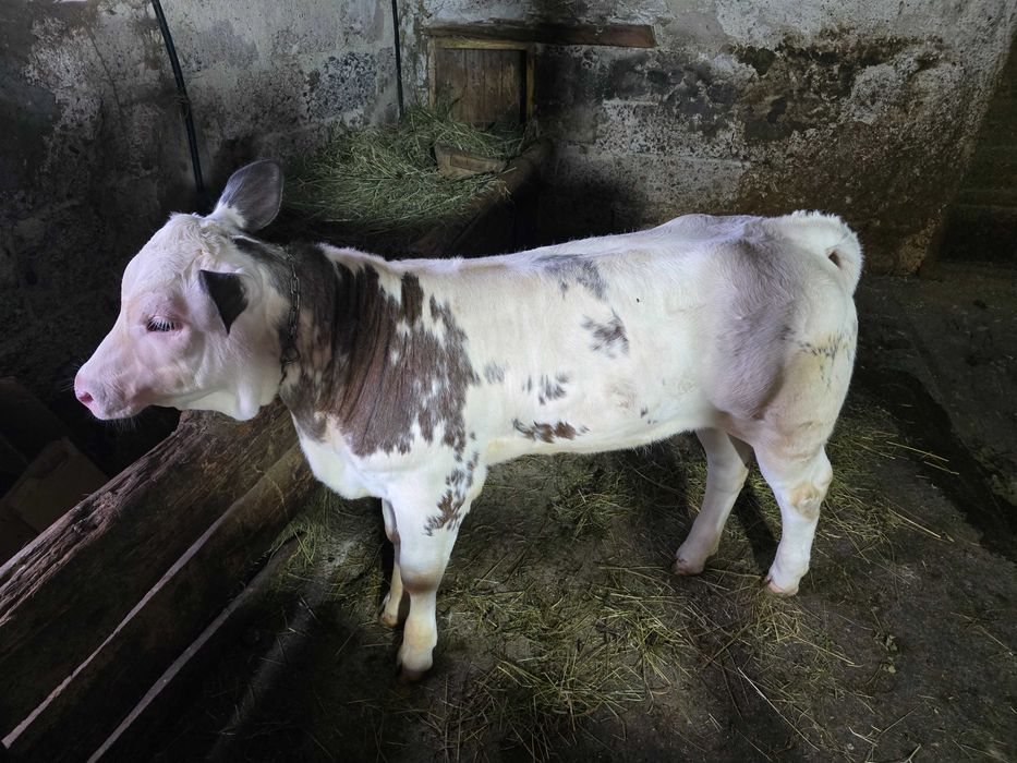 Vând vițea belgian