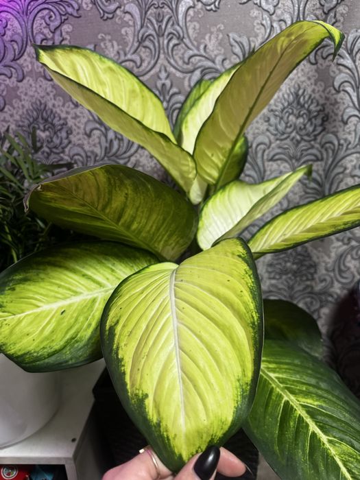 Дифенбахия Камила