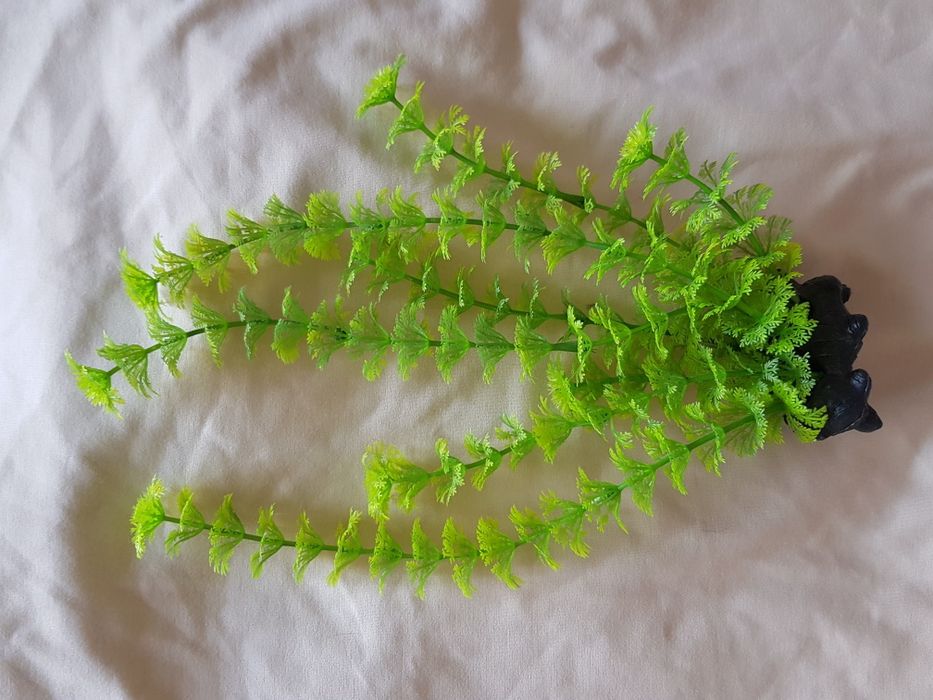 Растения для аквариума