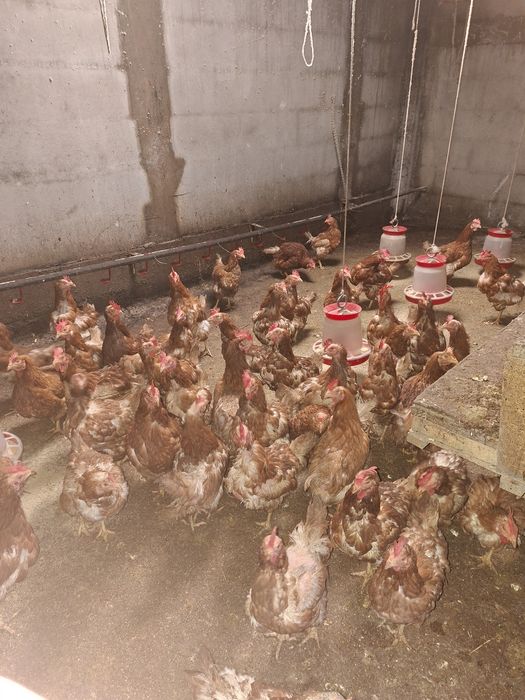 Vând gaini ouătoare