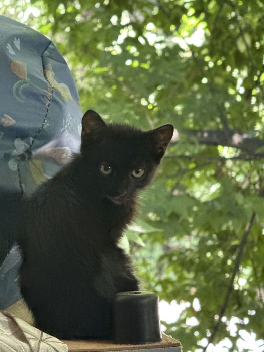 Бесплатно котята