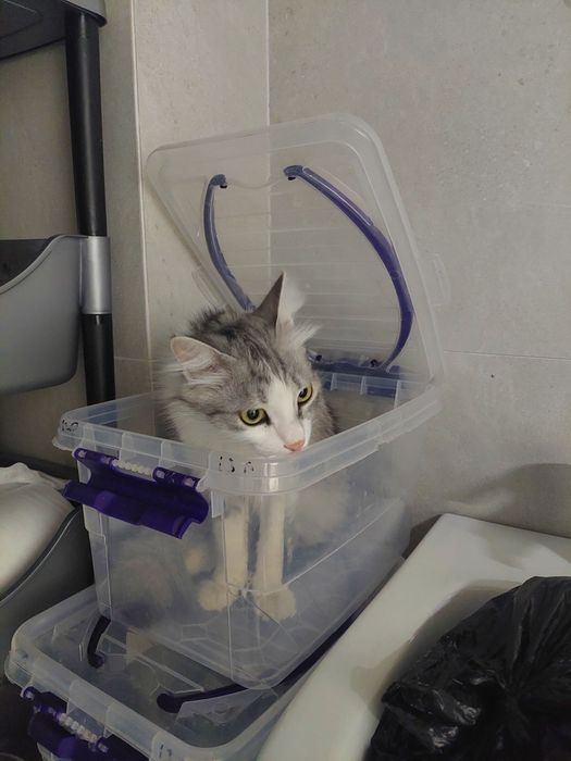 Котик мальчик кастрирован