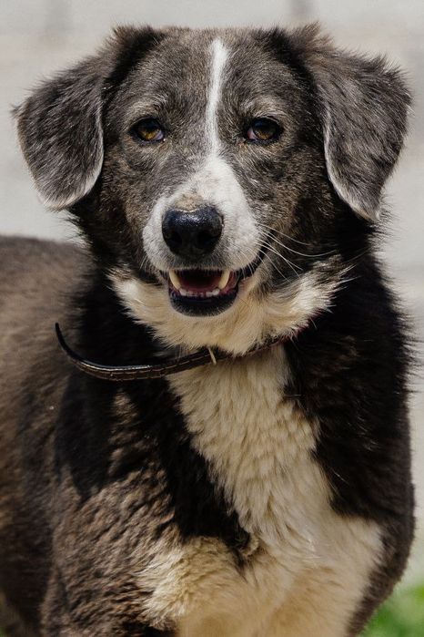 Девочка Ласка ищет дом!