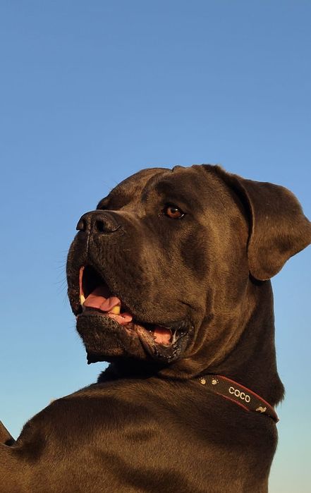 Щенки кане-корсо