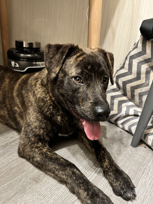 Бесплатно собака