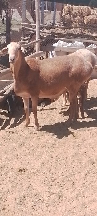 Киргиз кучкор  сотилади