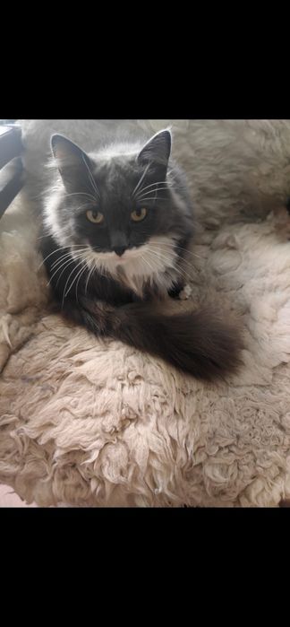 Ищем кота Семена