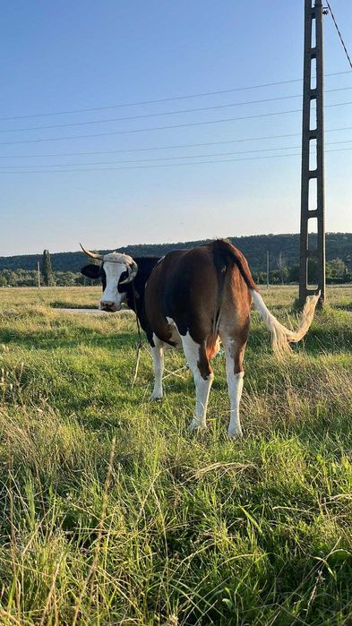 Vaci de vanzare 13 lei/kg -negociabil