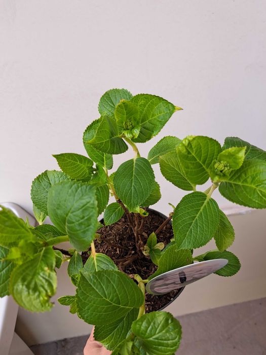 Gortenziya крупнолистный и метельчатый.