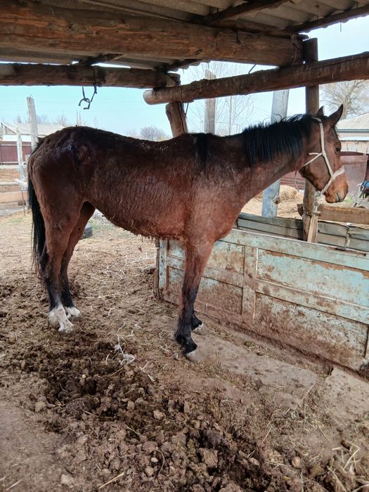 Кысыр бие сатылады