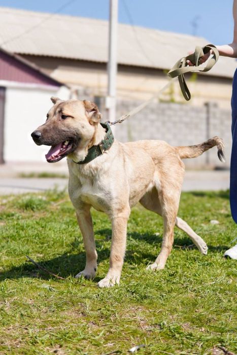 Мила ищет семью. Очень классная. Добрая. Собака.