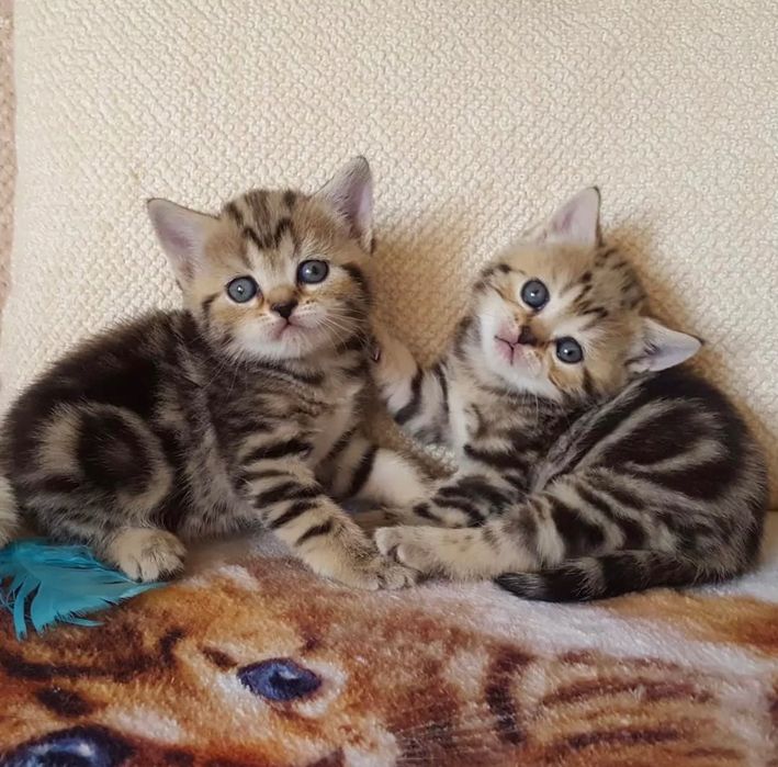 Продажа котят!!!