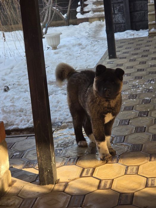 Американский акита