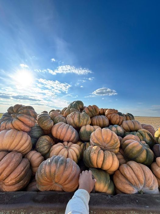 Тыква/асқабақ ромашка