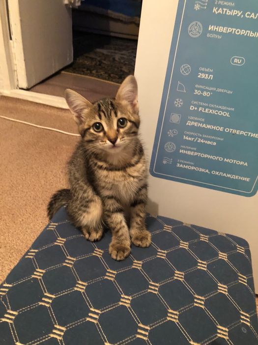 Бесплатно котята