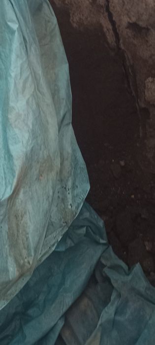 Biogoms sifatli oʻgʻt klosi 2000