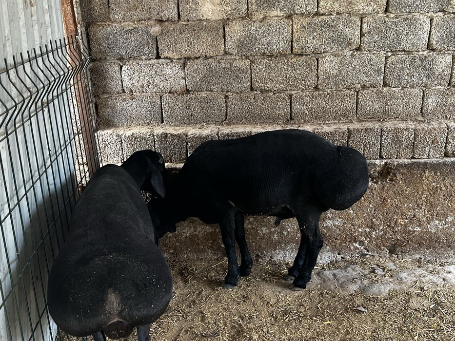 Yaxshi sifat qo’chqorla donasi shu narxdan